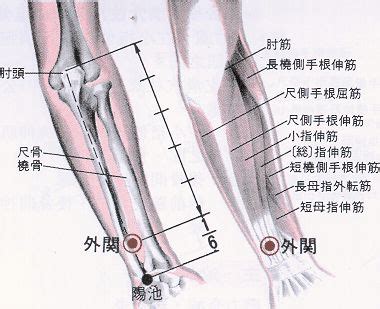 外觀穴|醫砭 » 經穴庫 » 外關